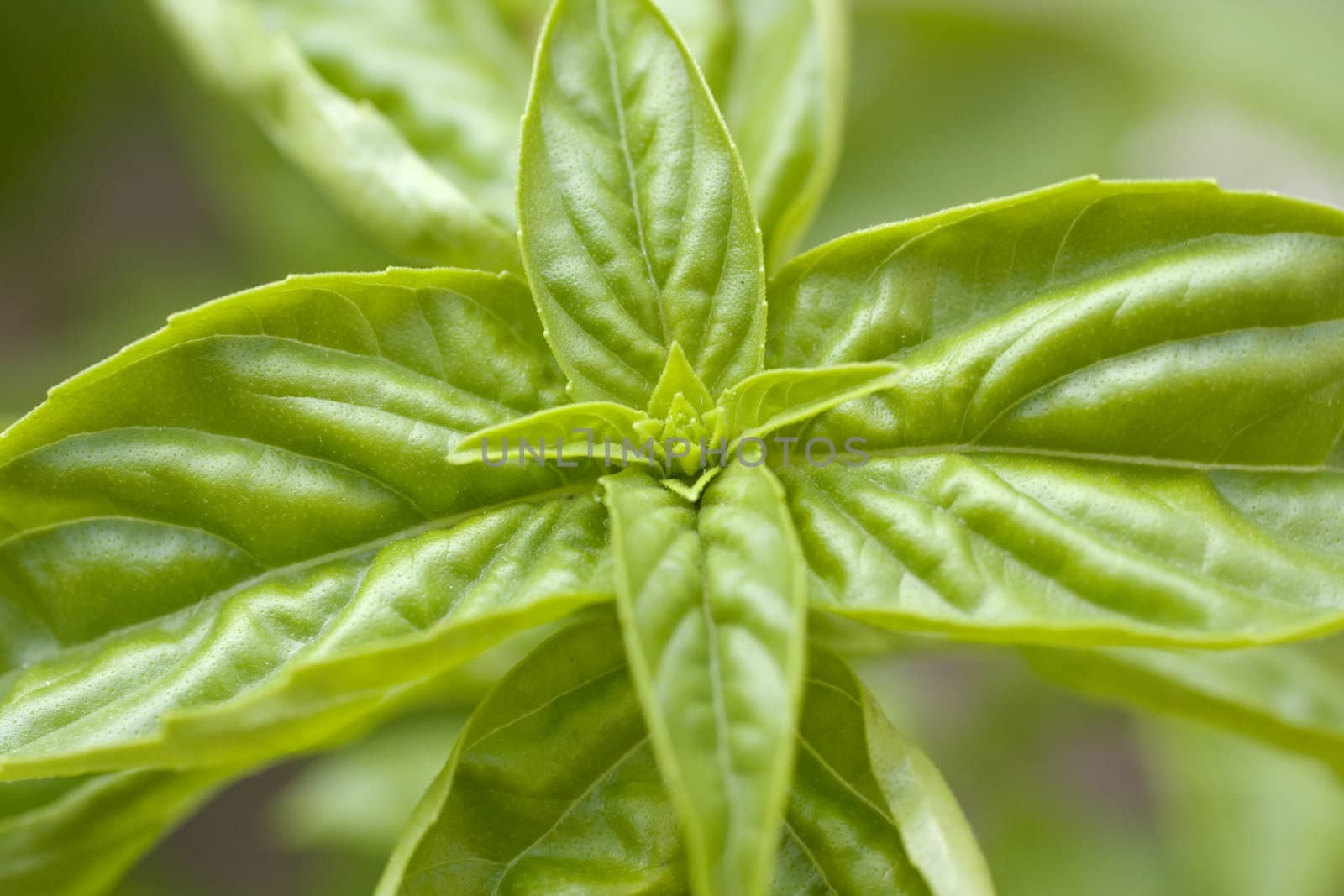 Little basil plant on ground