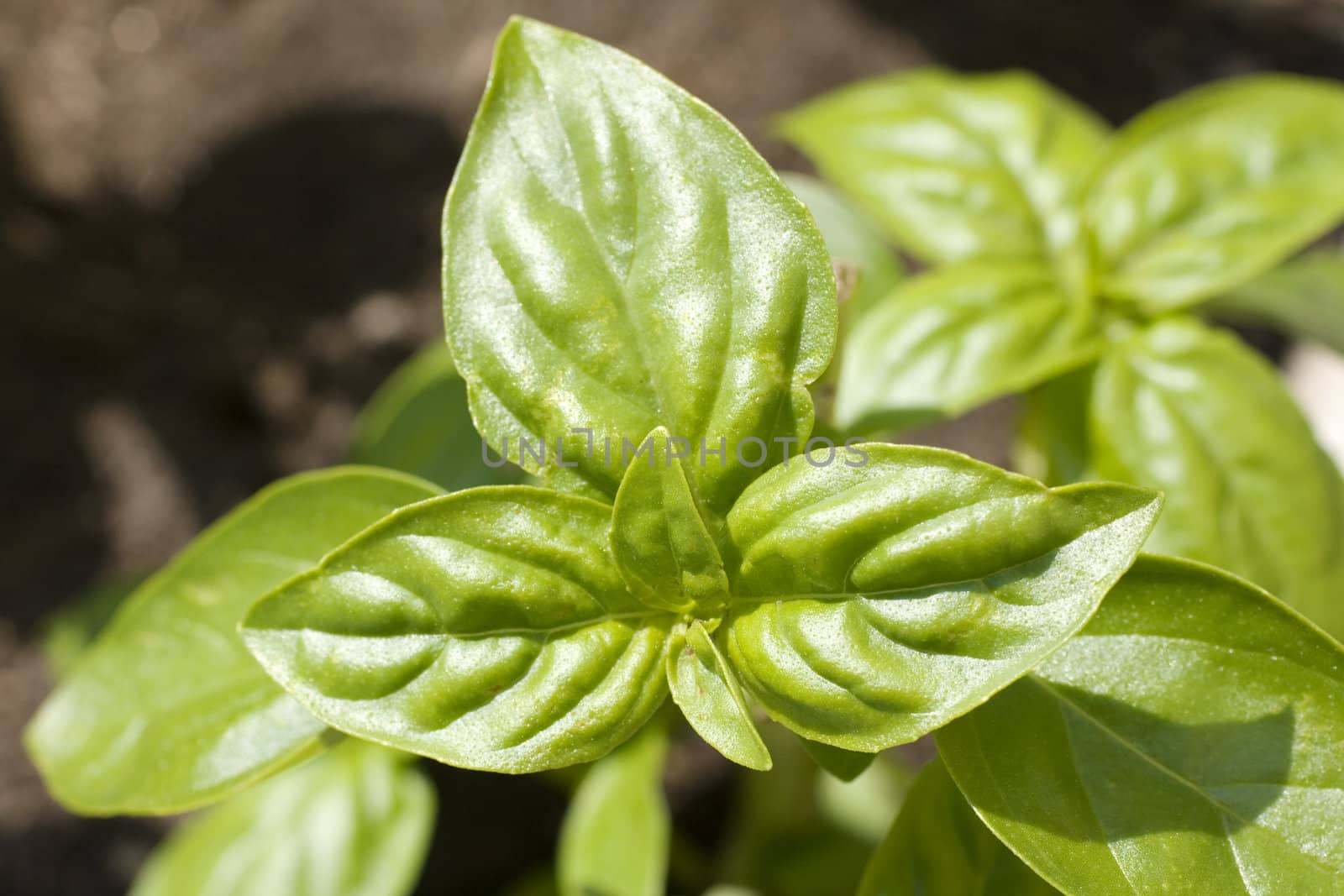 Little basil plant on ground