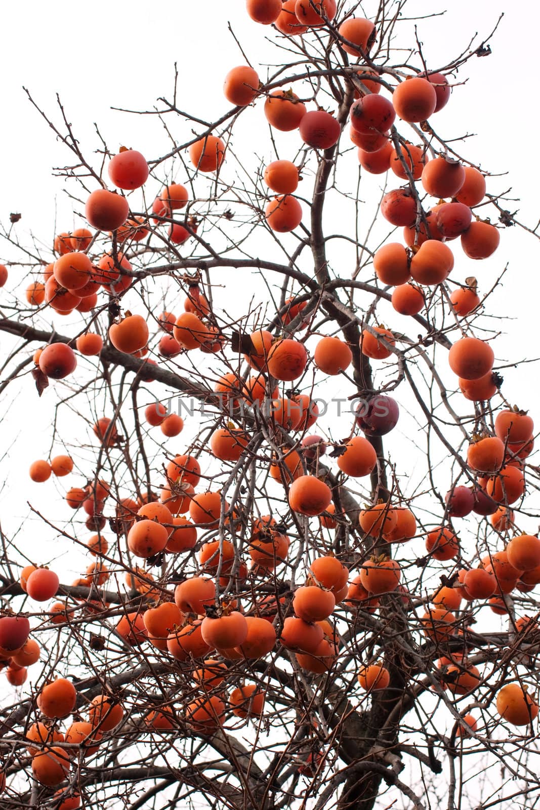 A lot of Persimmons on the tree