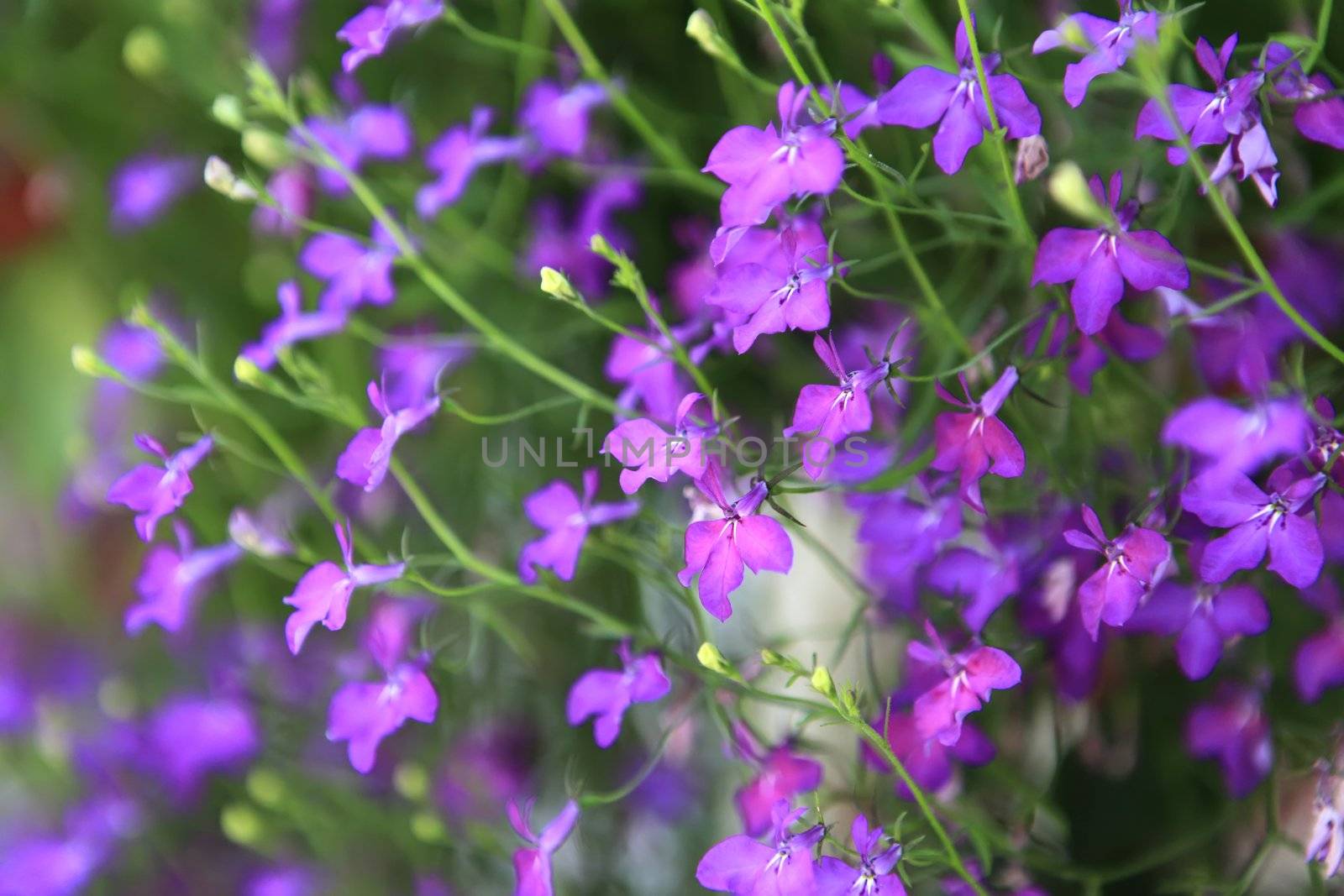 Purple forget me not flowers in a big bush.