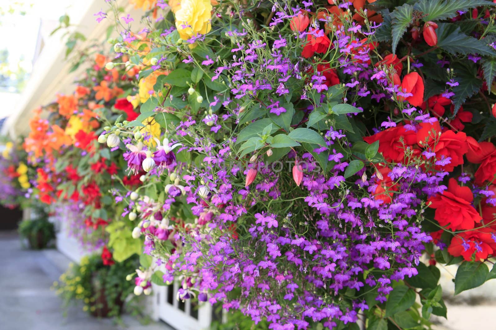 Flowers in hanging basket with white window and brown wall.