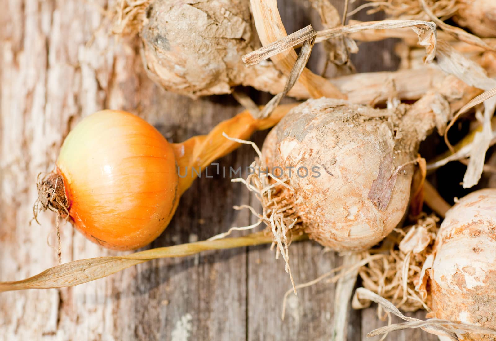 Biological garlics and onions freshly harvested