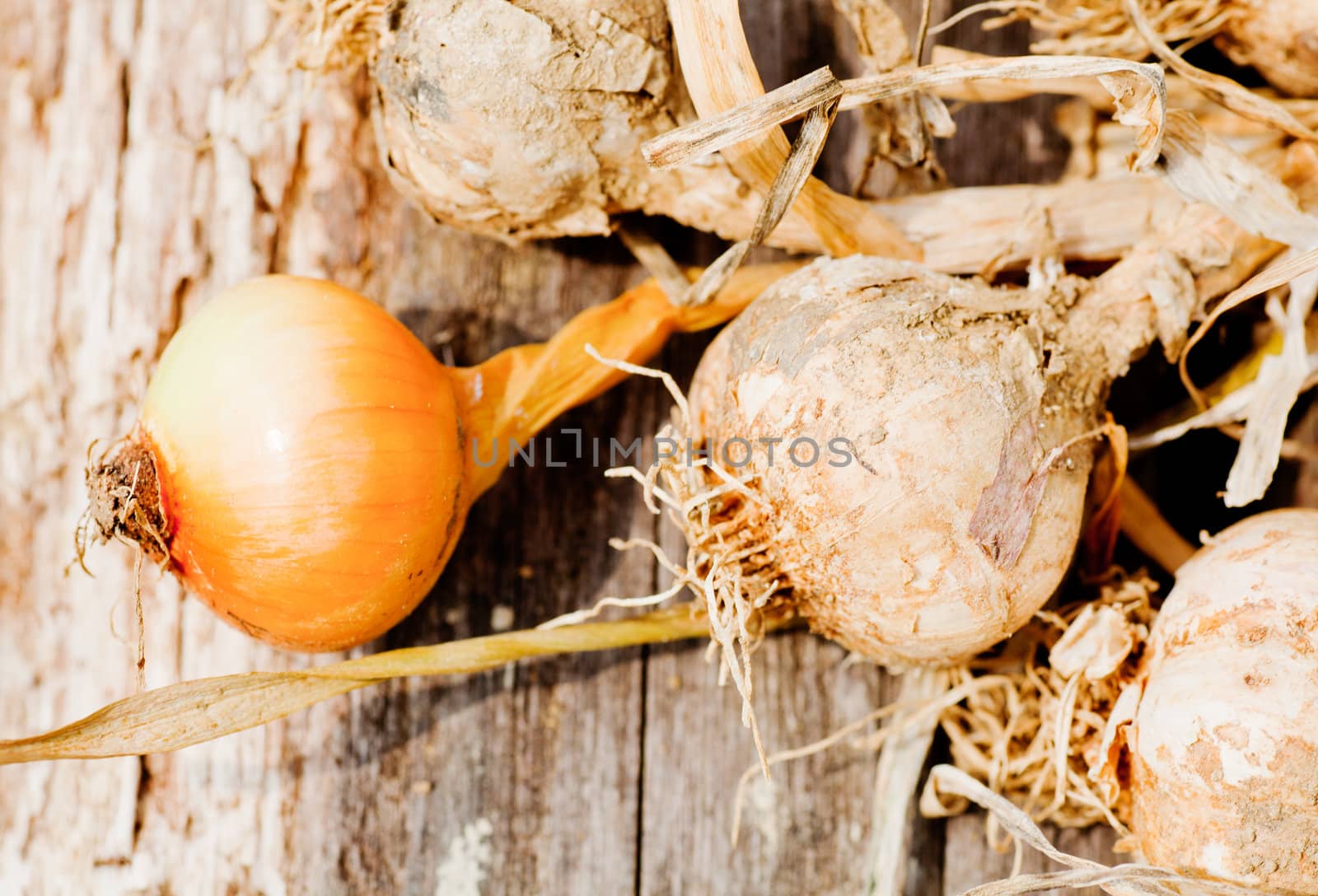 Biological garlics and onions freshly harvested