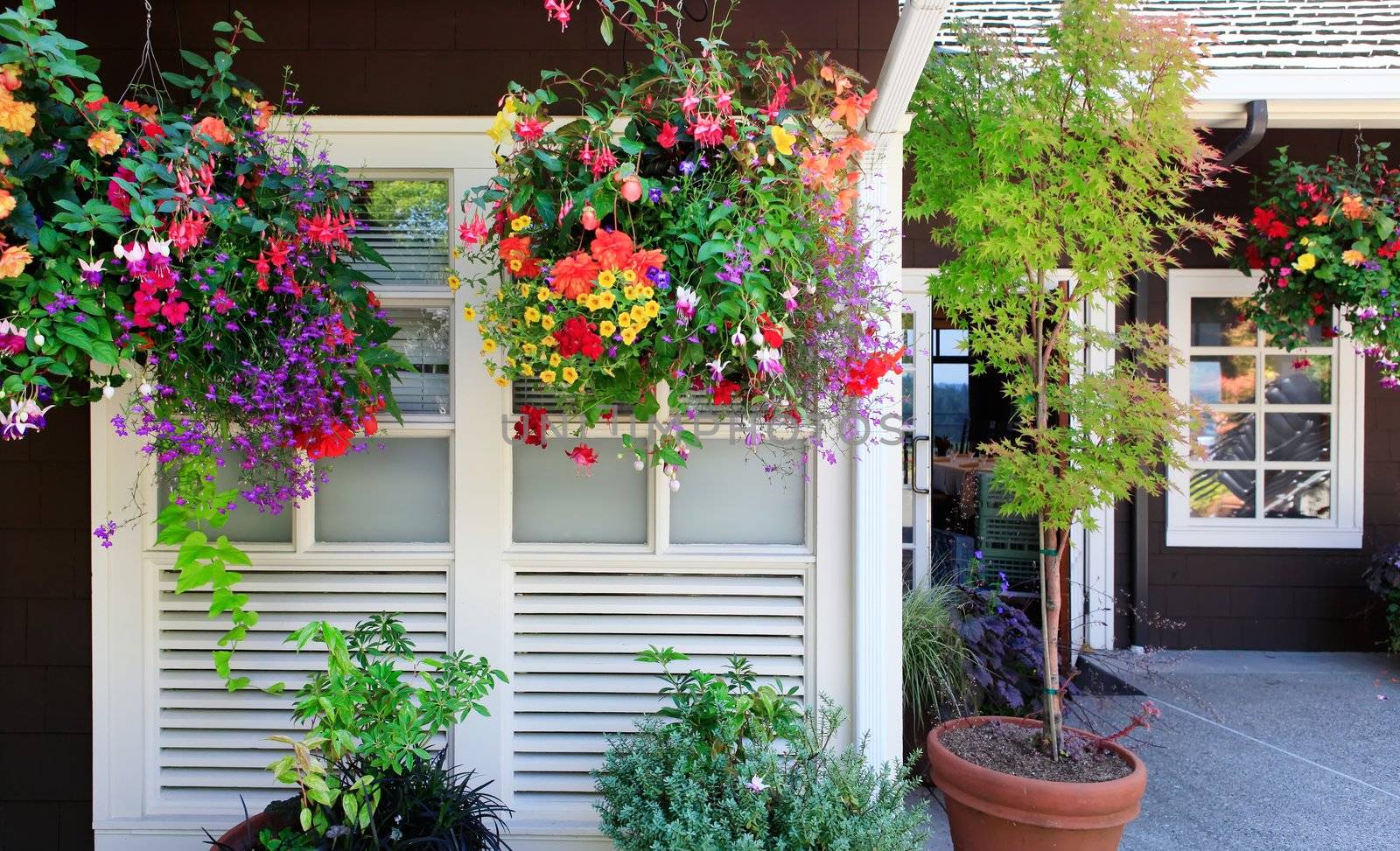 Flowers in the hanging baskets with white windows and brown wall.