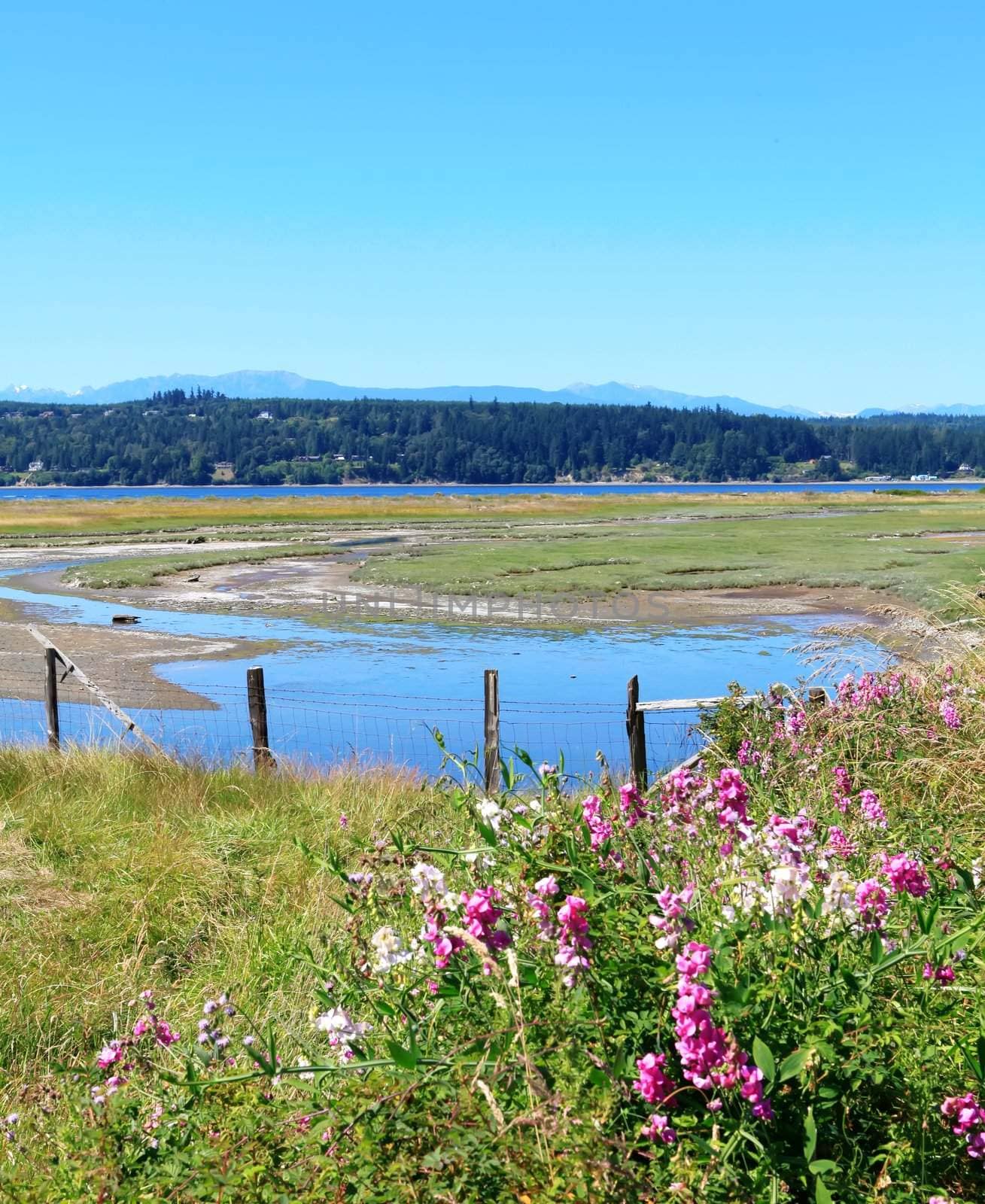 Marrowstone island. Olympic Peninsula. Washington State. Marsh land with sal water and northwest wild flowers.