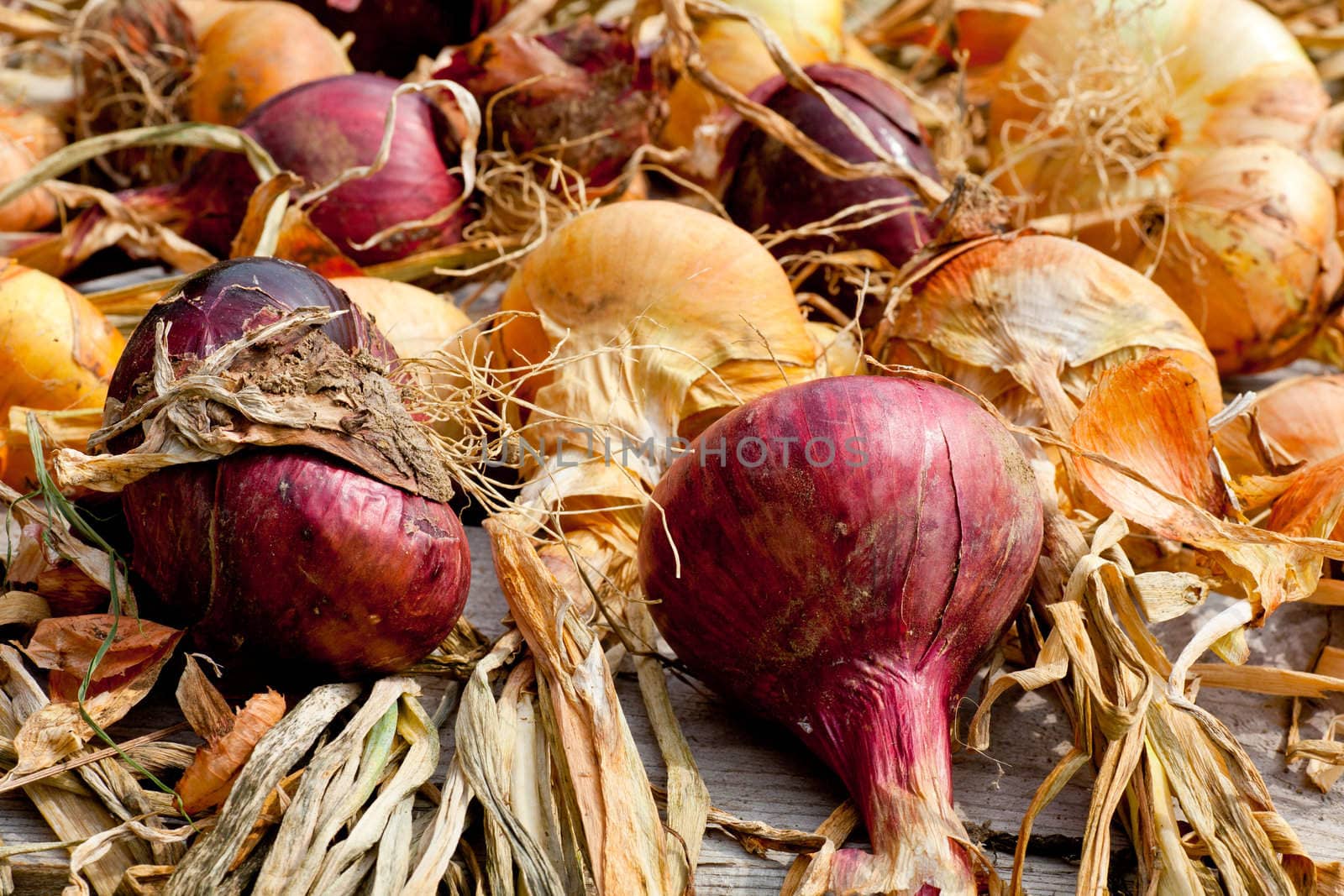 Photo of Biological onions freshly harvested