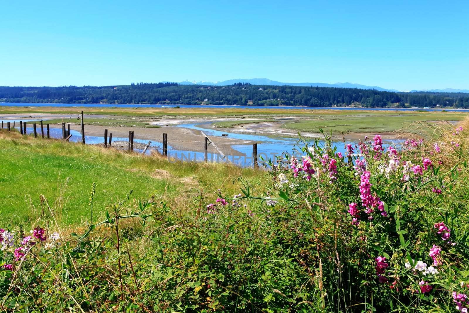 Marrowstone island. Olympic Peninsula. Washington State. Marsh land with sal water and northwest wild flowers.