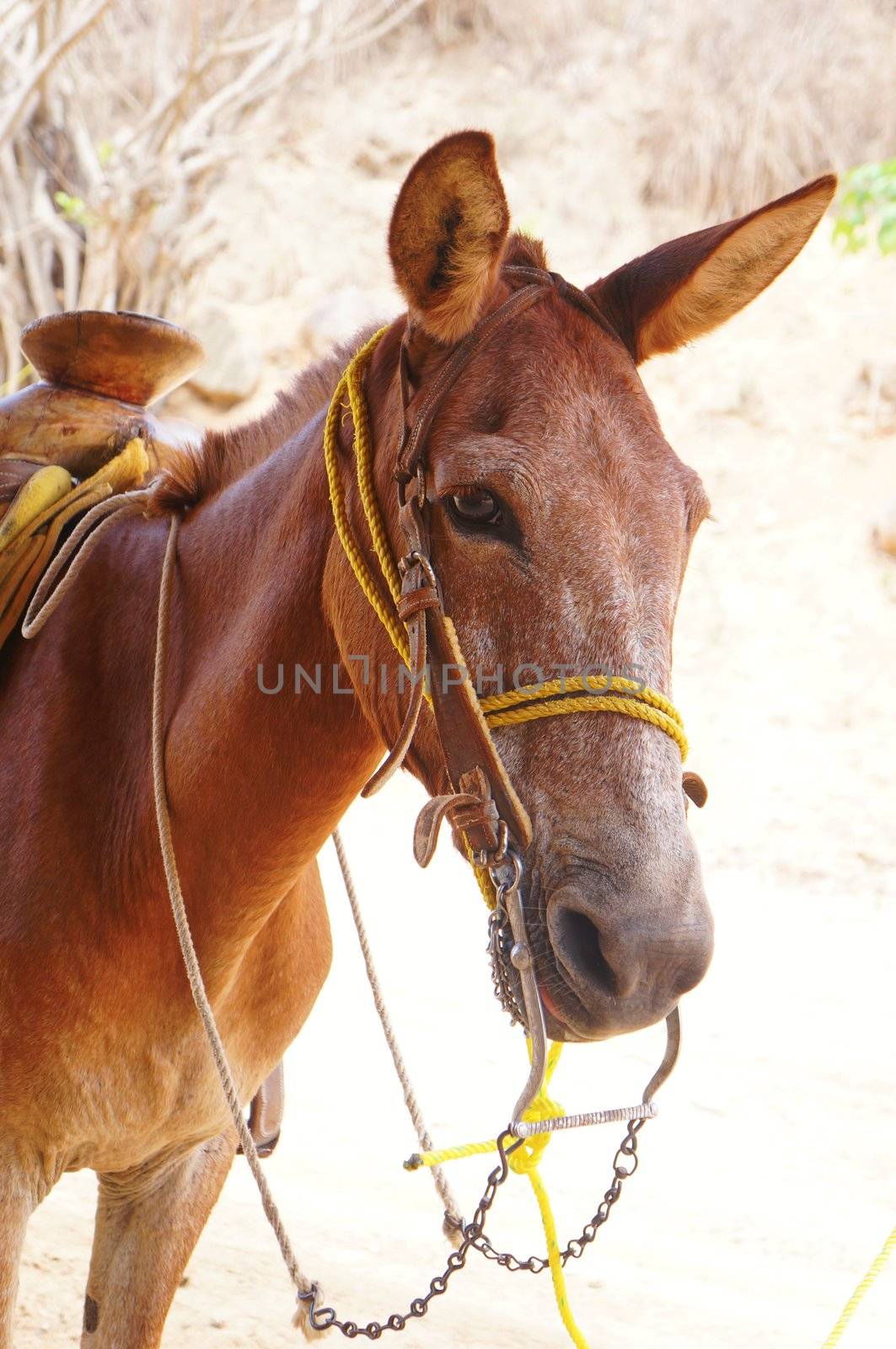 Brown mexican donkey.