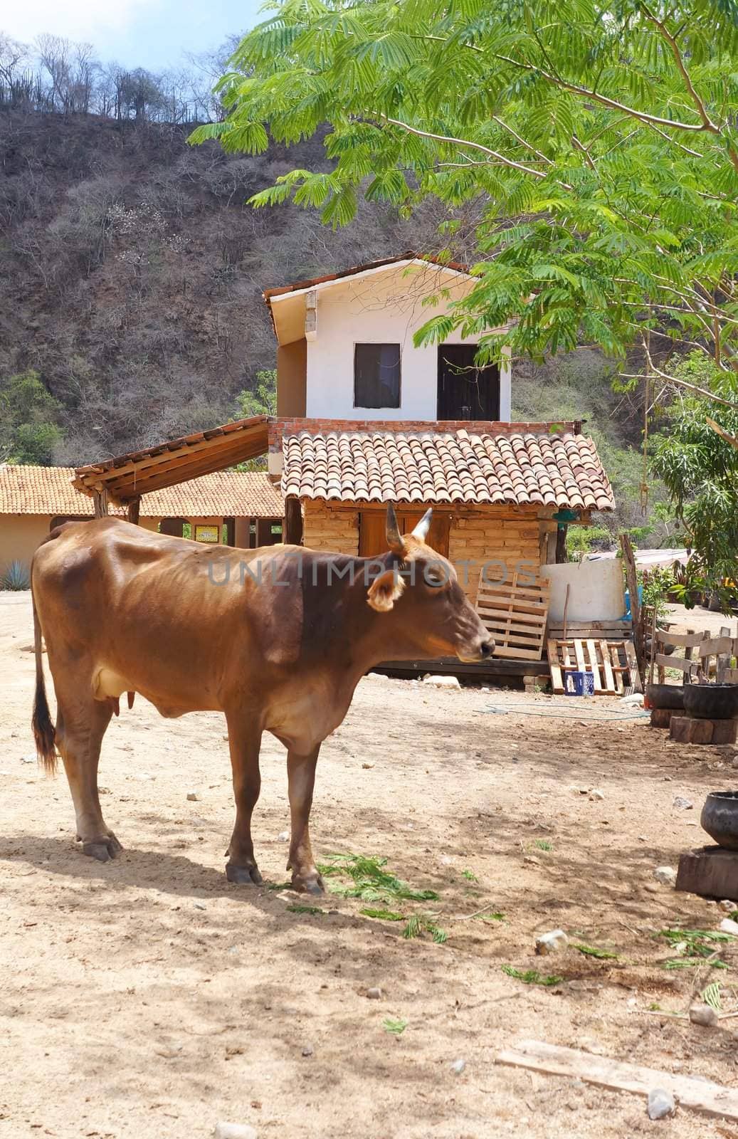 Browns Mexican bull cow near village house.