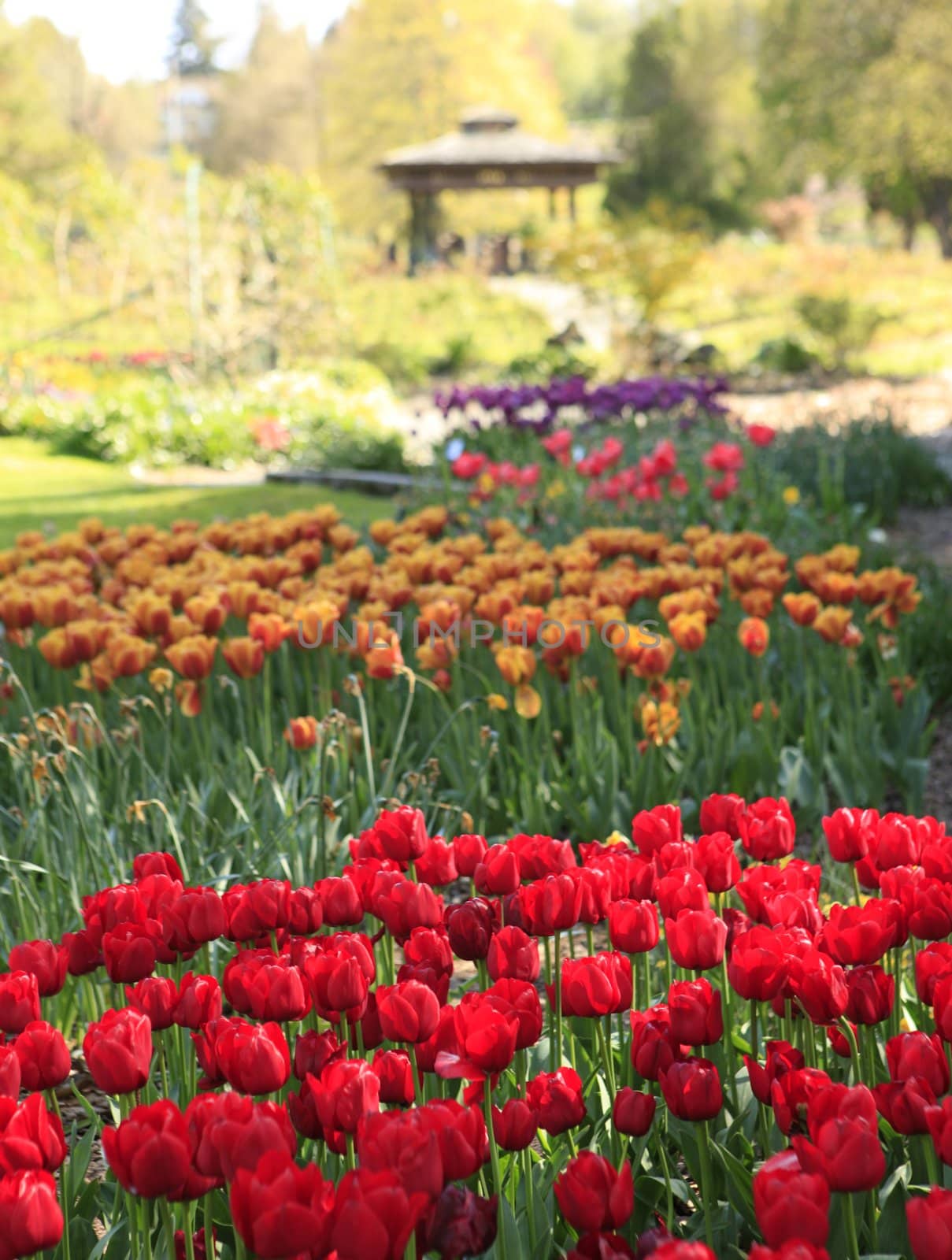 Point Defiance park in Tacoma, WA. USA. Spring tulips bloom.