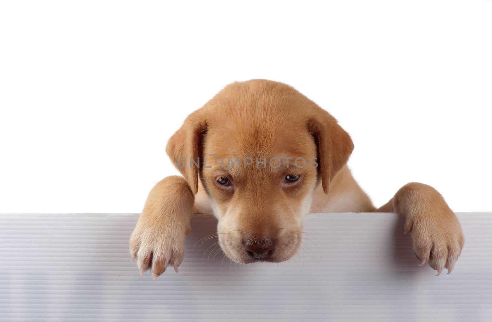 A puppy appears pensive with his paws on a white fence.