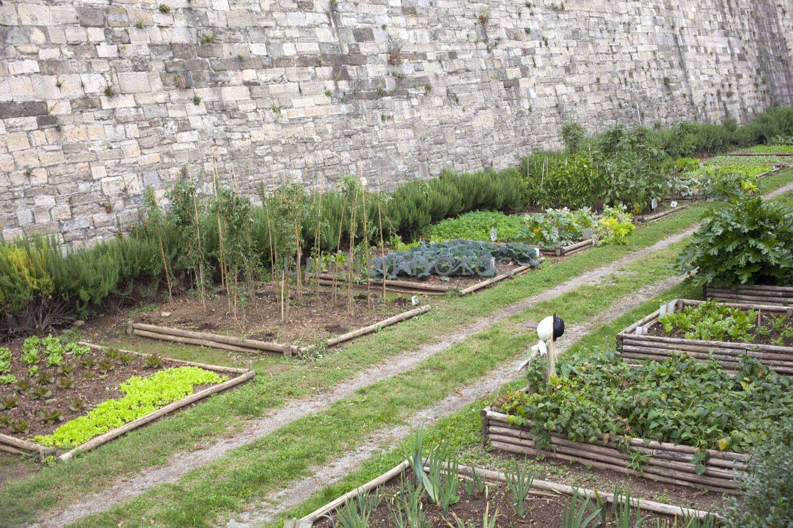 Cabbages and lettuces in a vegetables garden