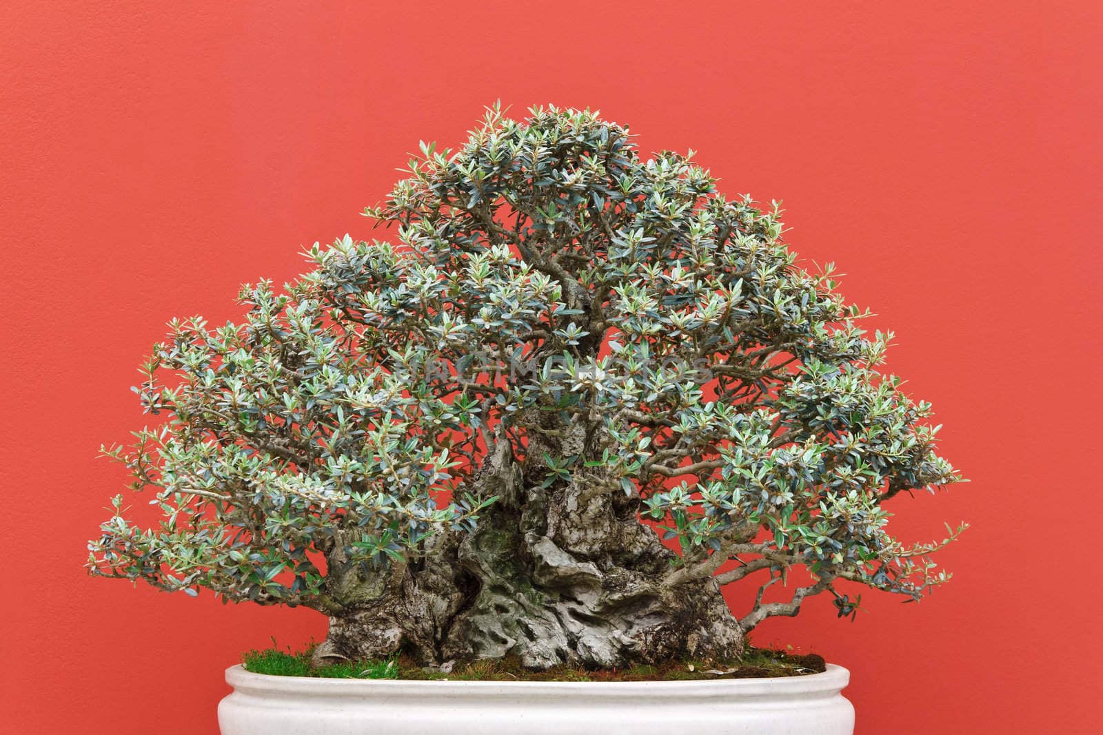 olea bonsai tree over red background