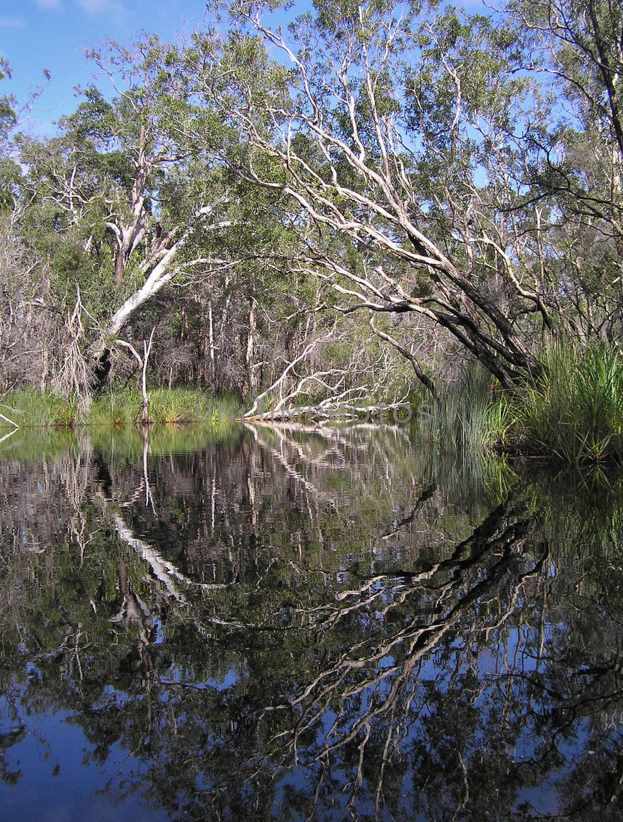 Overhanging trees forming a beautiful portal on the river in Australian eucalyptus forest.