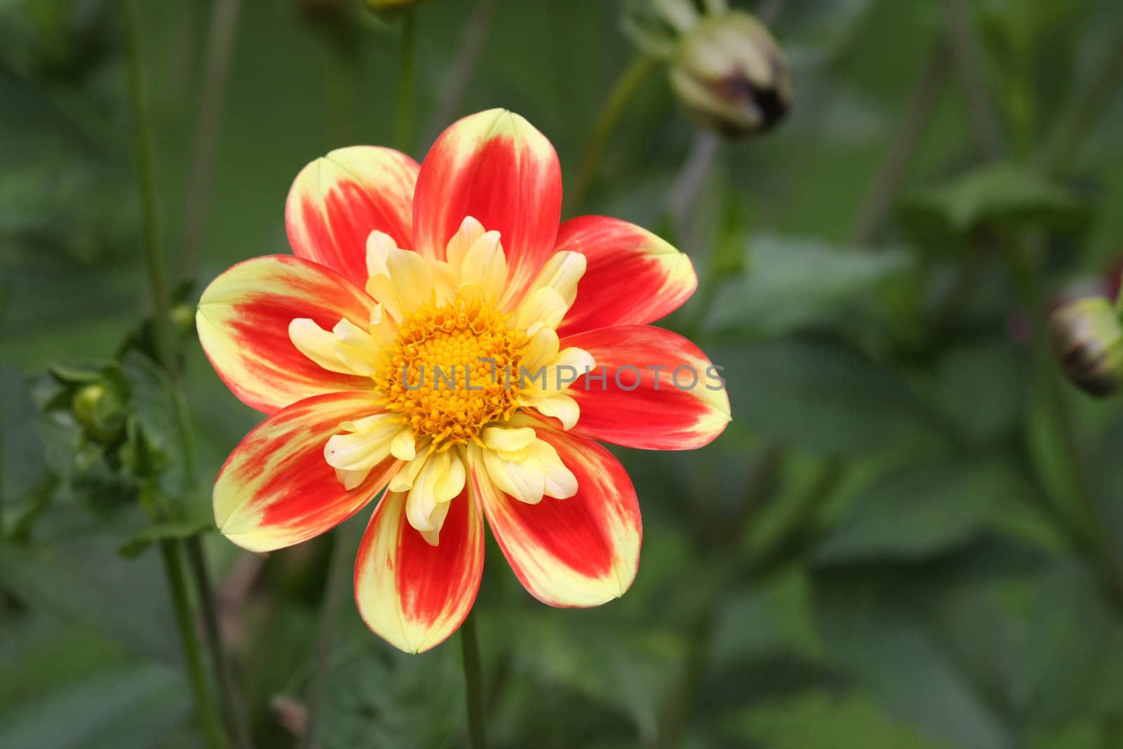 Beautiful flower in red and yellow shines like a sun.