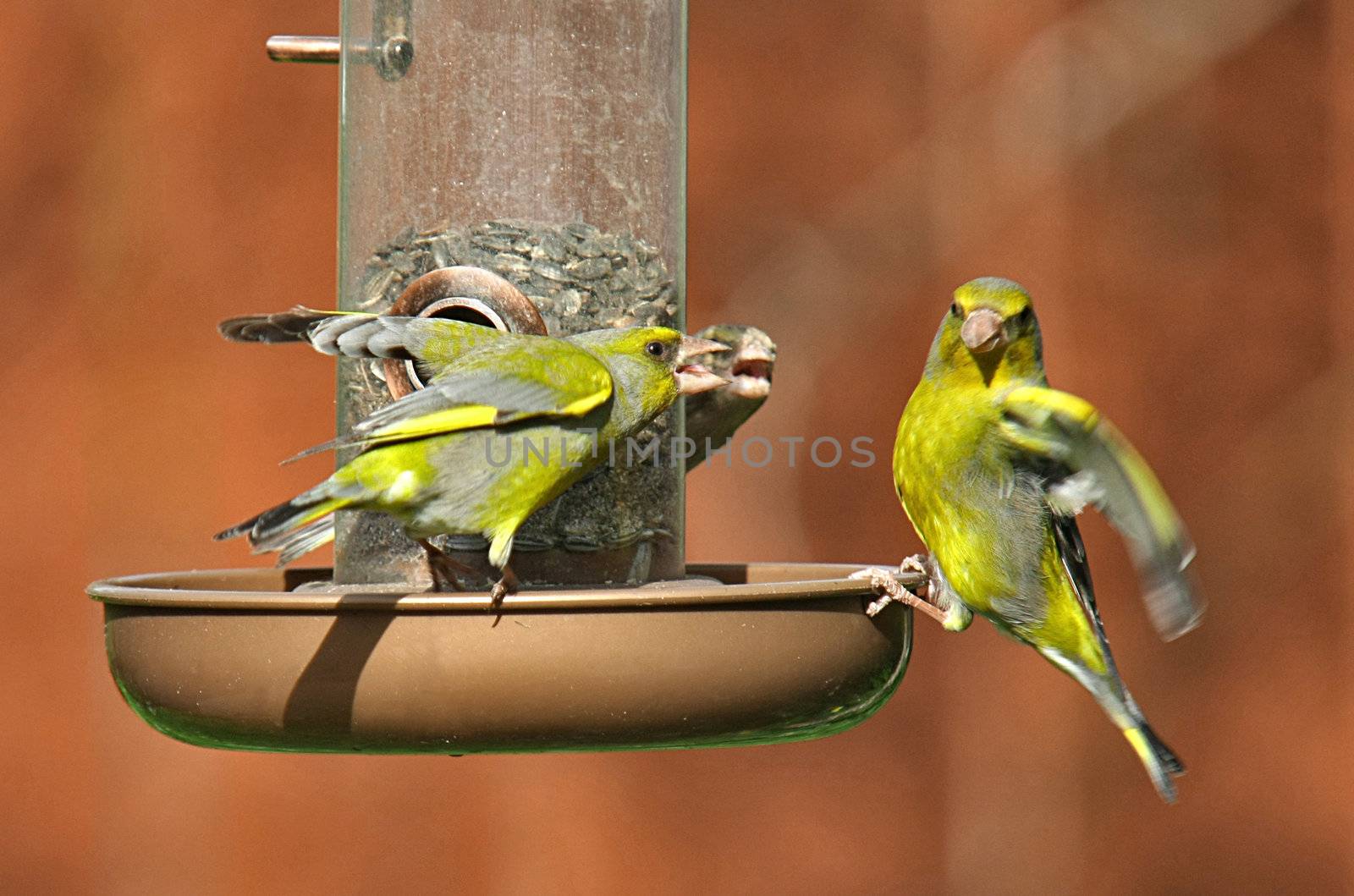 Two birds drive away a competitor on the food table.