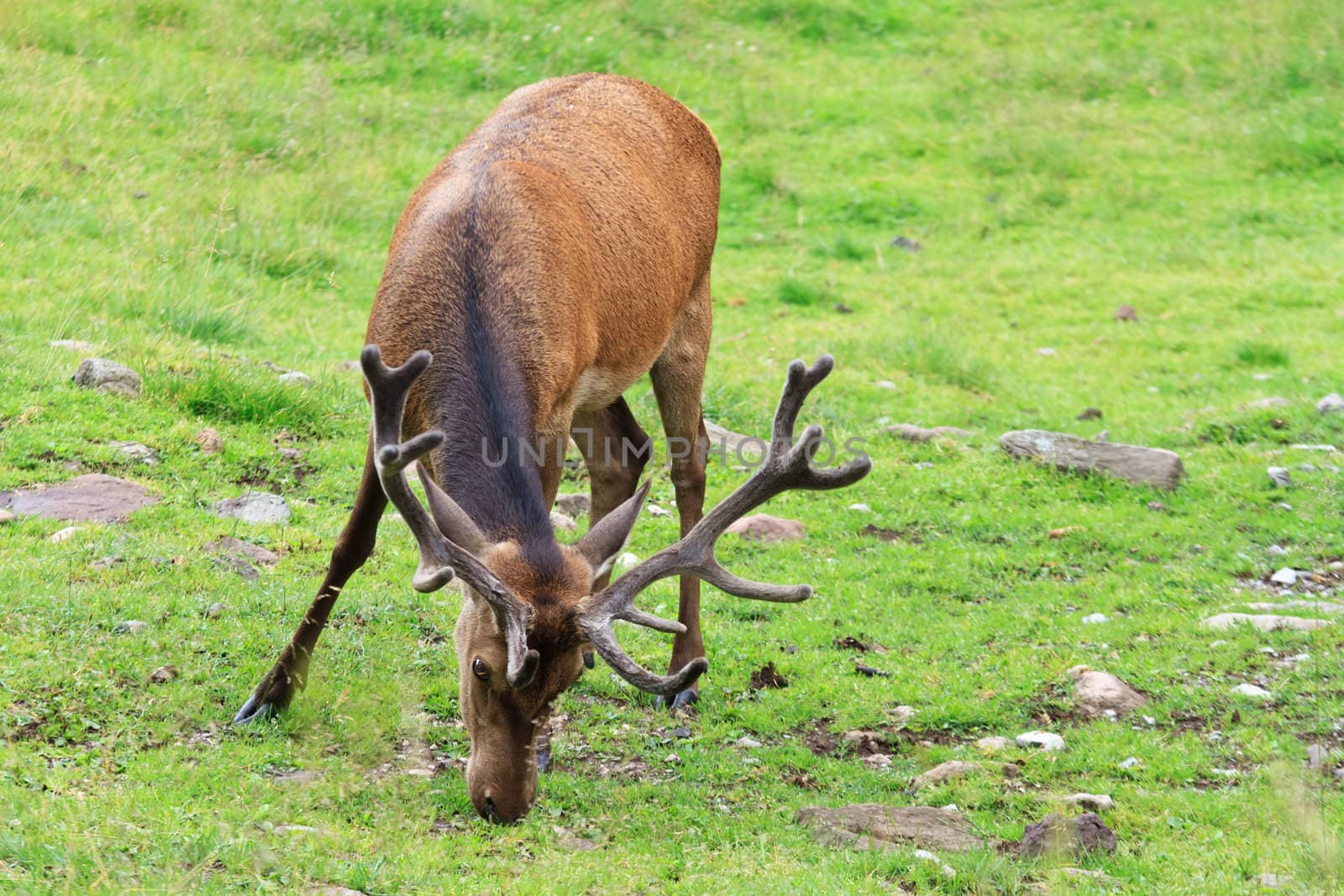male deer on a green alpine pasture