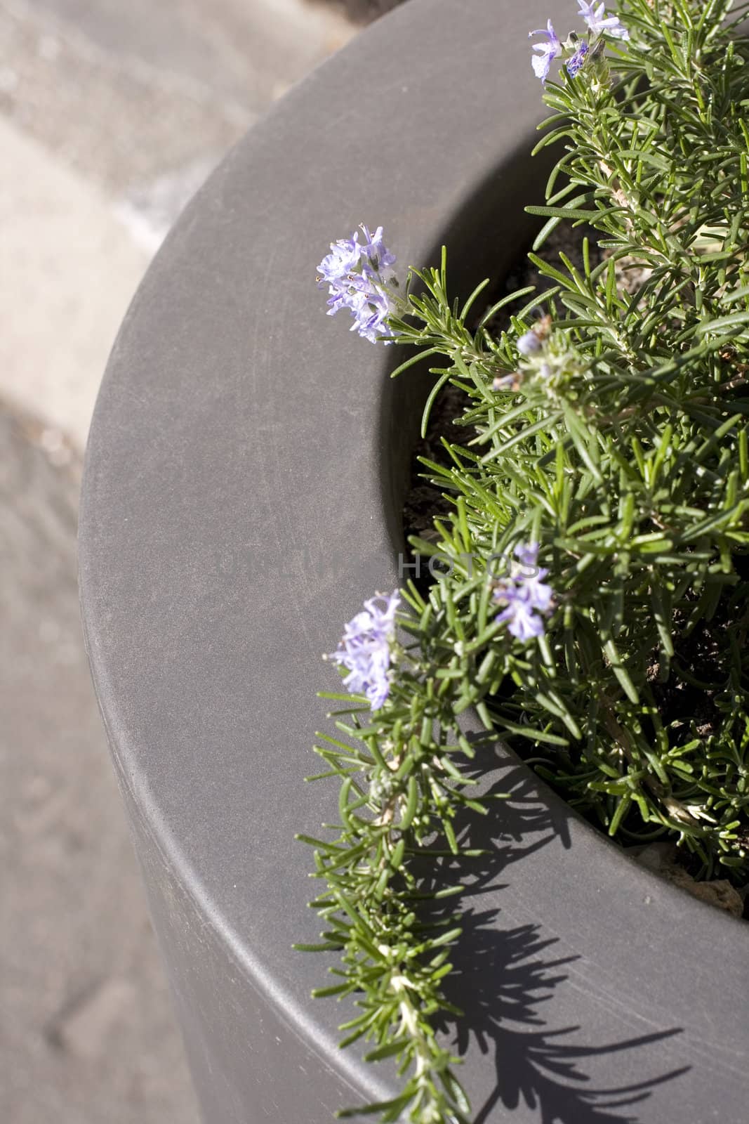 Rosemary, herbs to flavor food