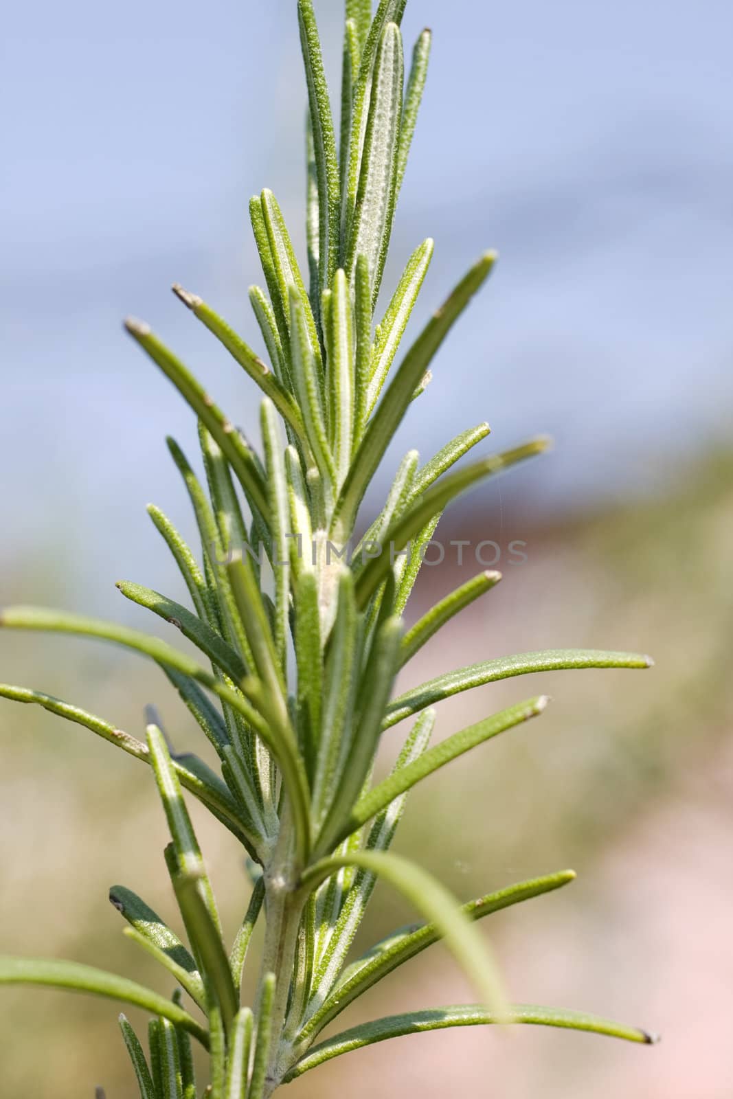 Rosemary, herbs to flavor food