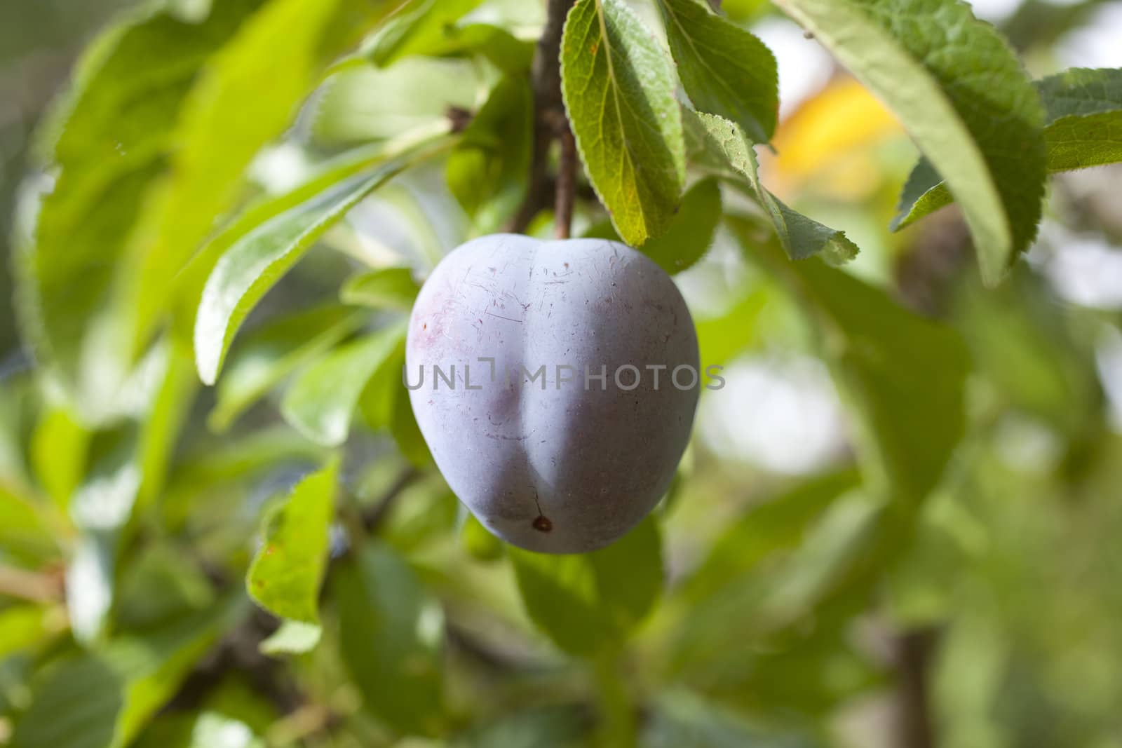 Purple plum on the branch