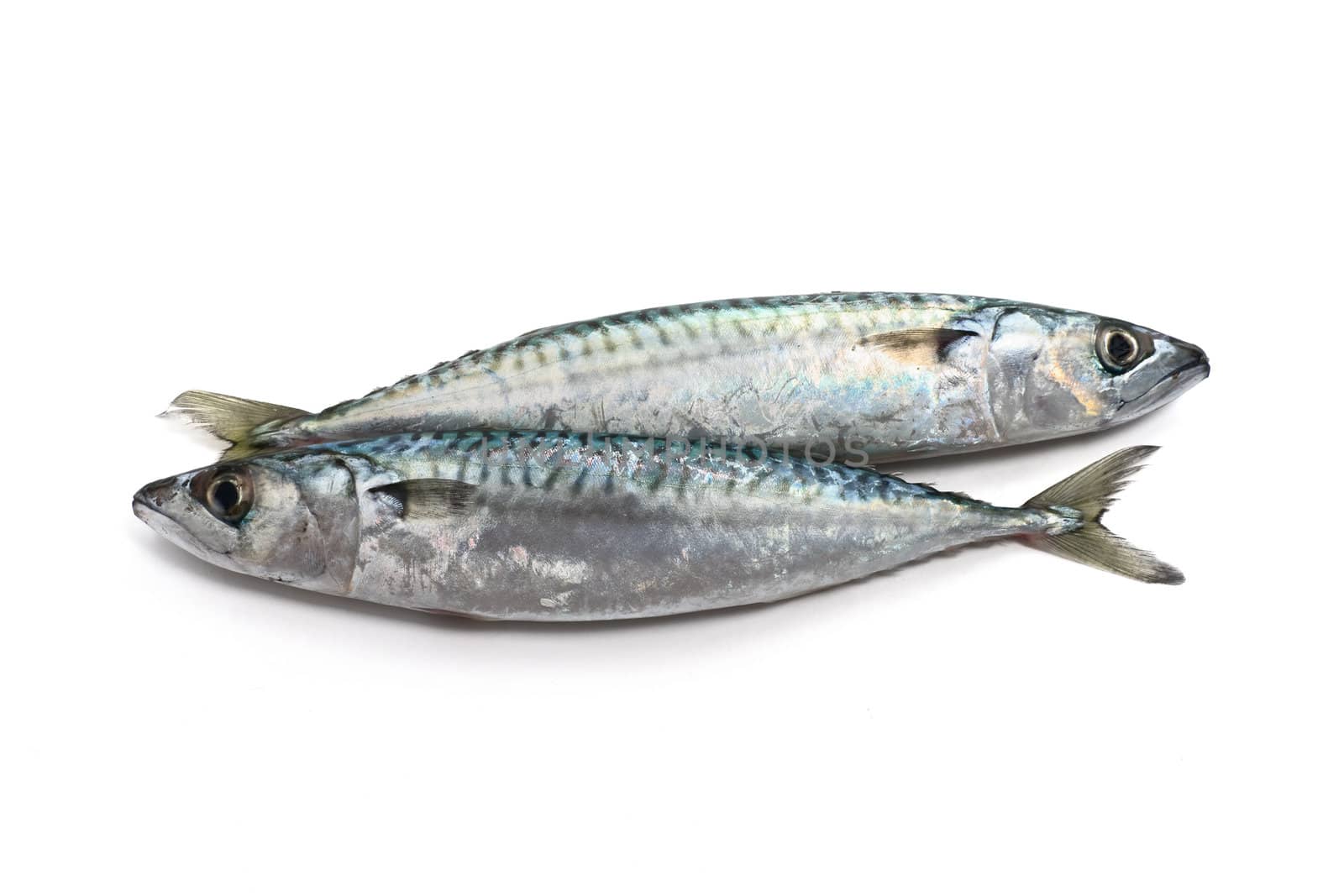 two fresh mackerel fish over white background