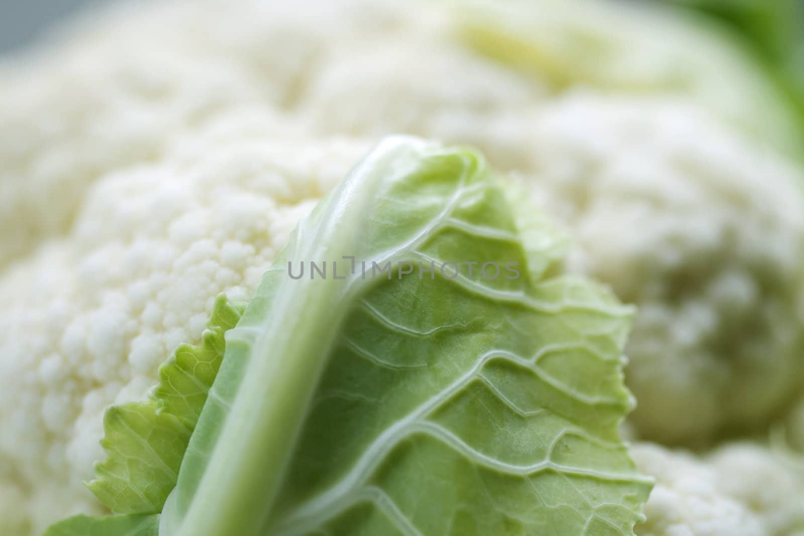 Close up of fresh Cauliflower