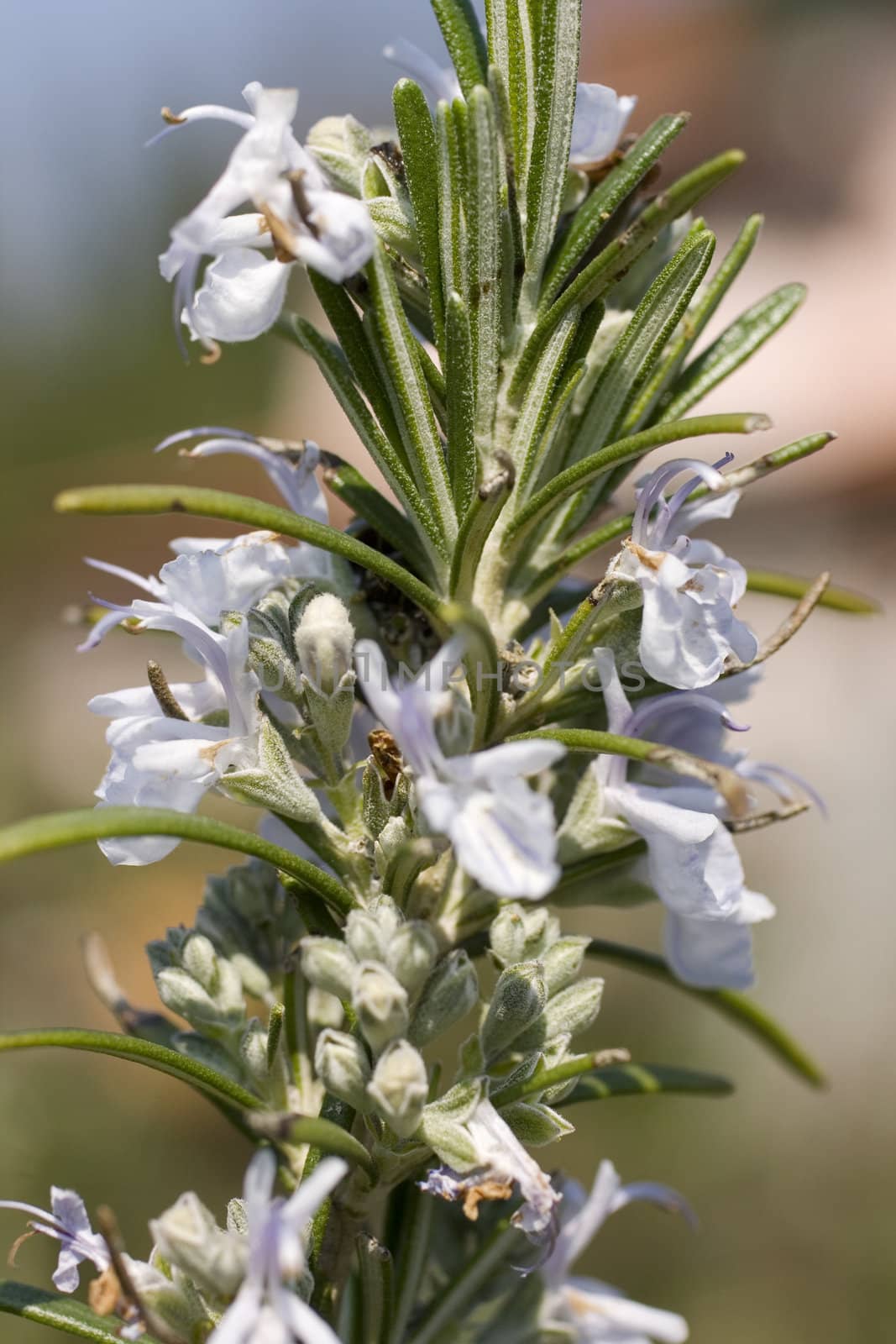 Rosemary, herbs to flavor food
