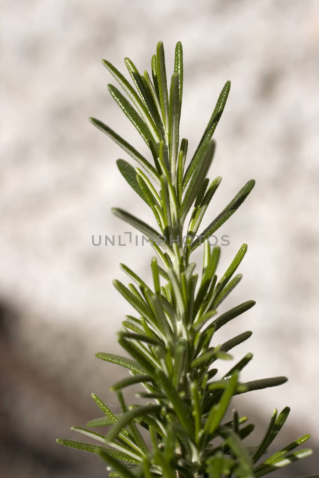 Rosemary, herbs to flavor food