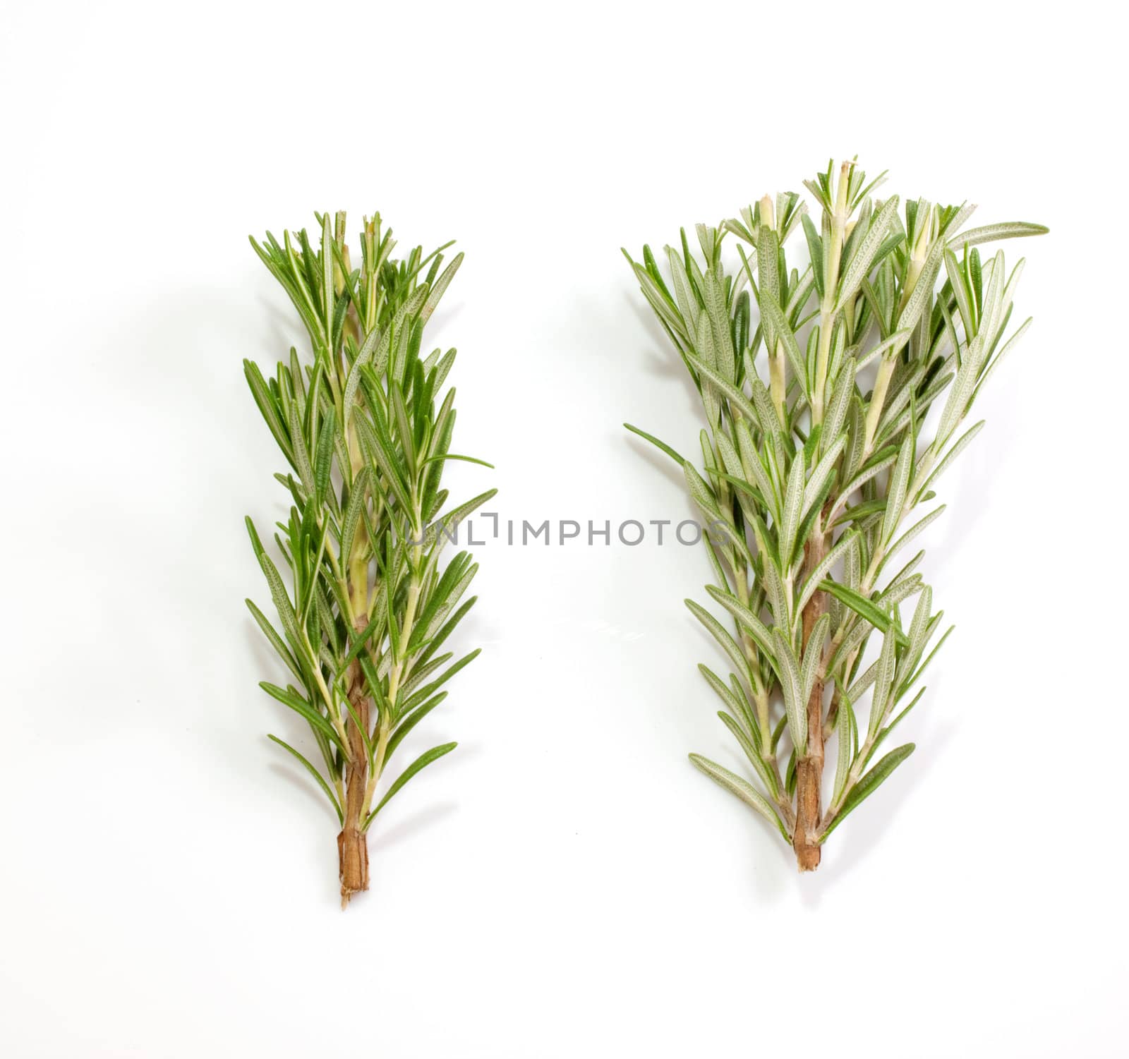 Rosemary isolated on white background