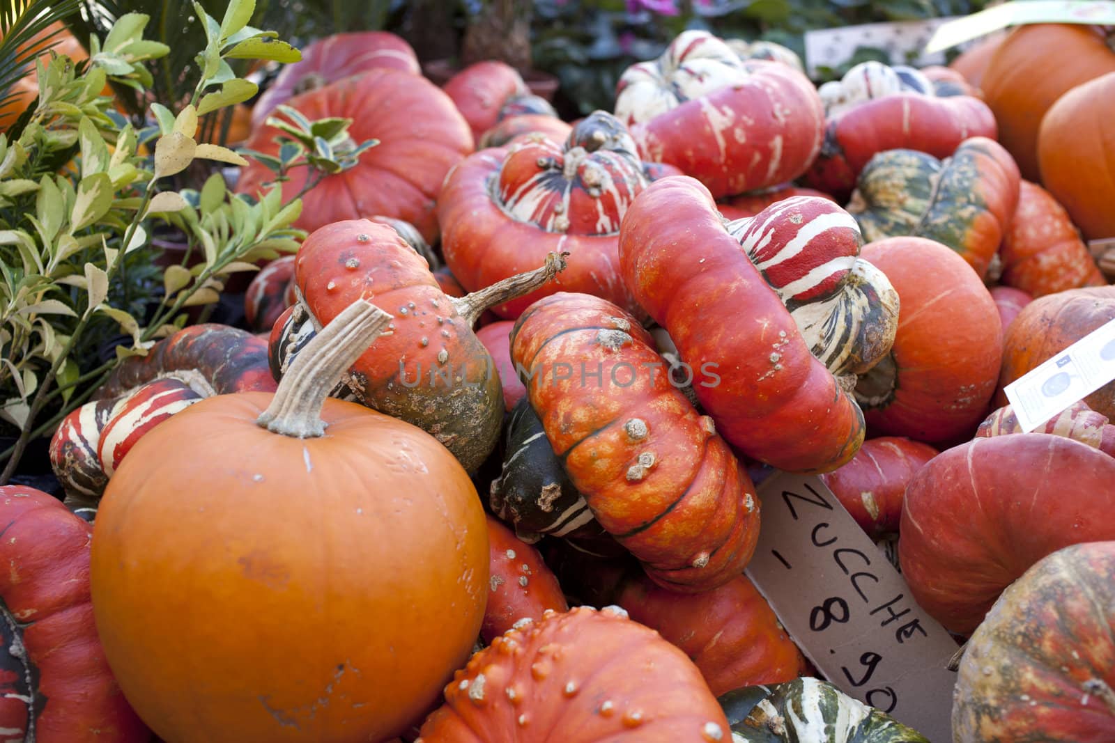 Various different pumpkins in the street market