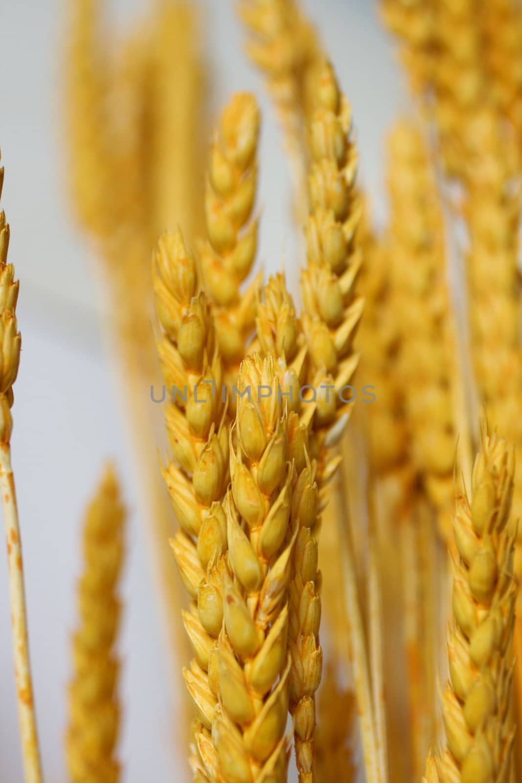 Photo of yellow dried Ears