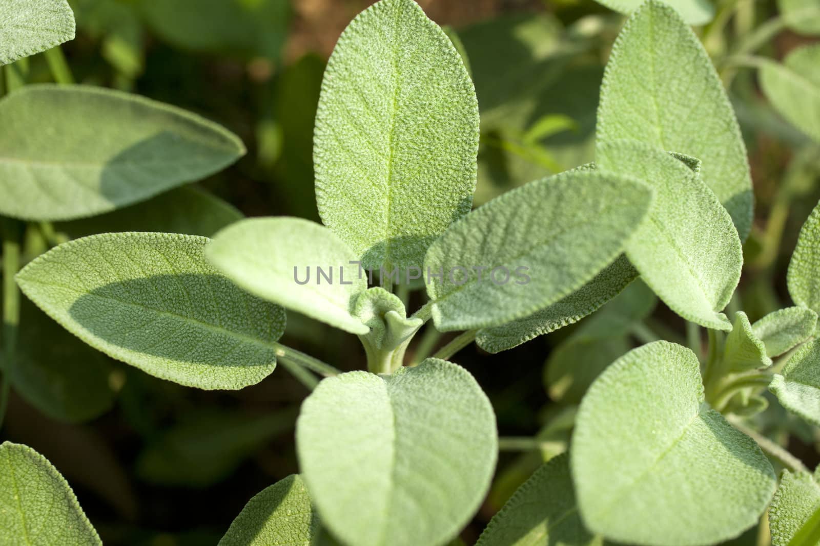 Close up of wonderful Sage plant