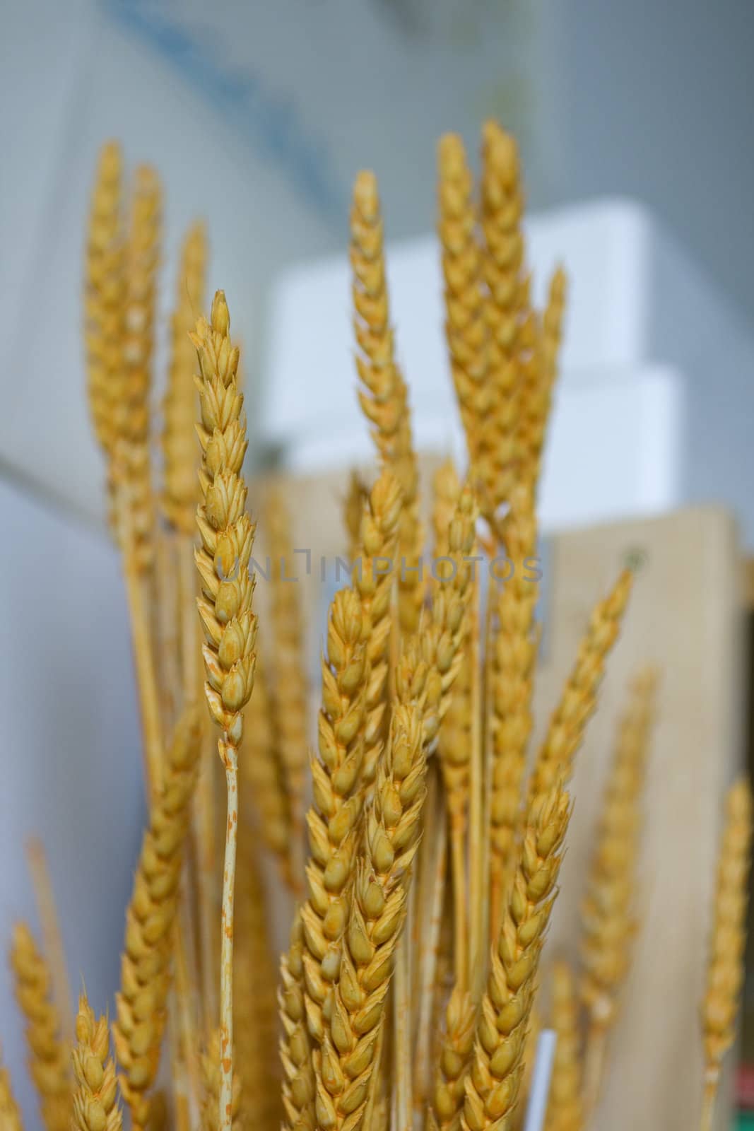 Photo of yellow dried Ears