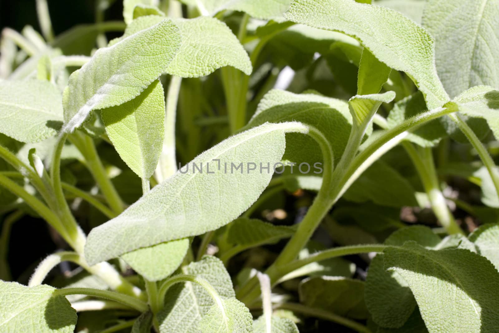 Close up of wonderful Sage plant