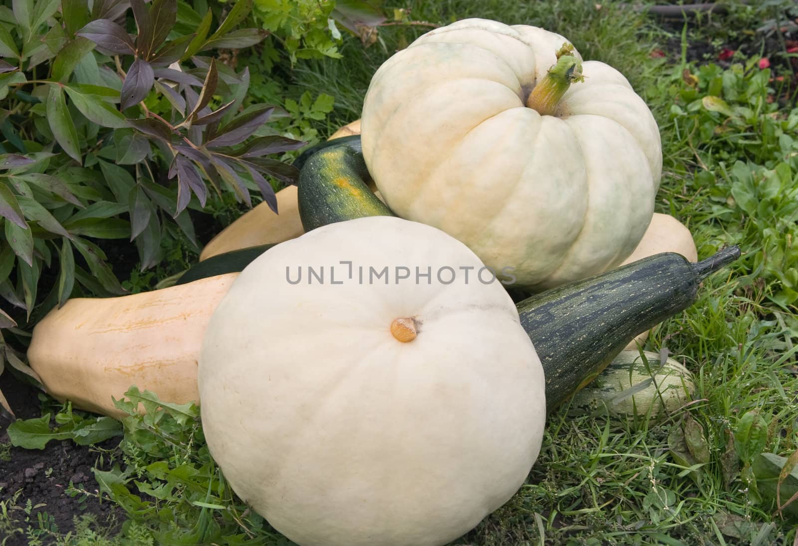 Pumpkins and vegetable marrows on a green grass