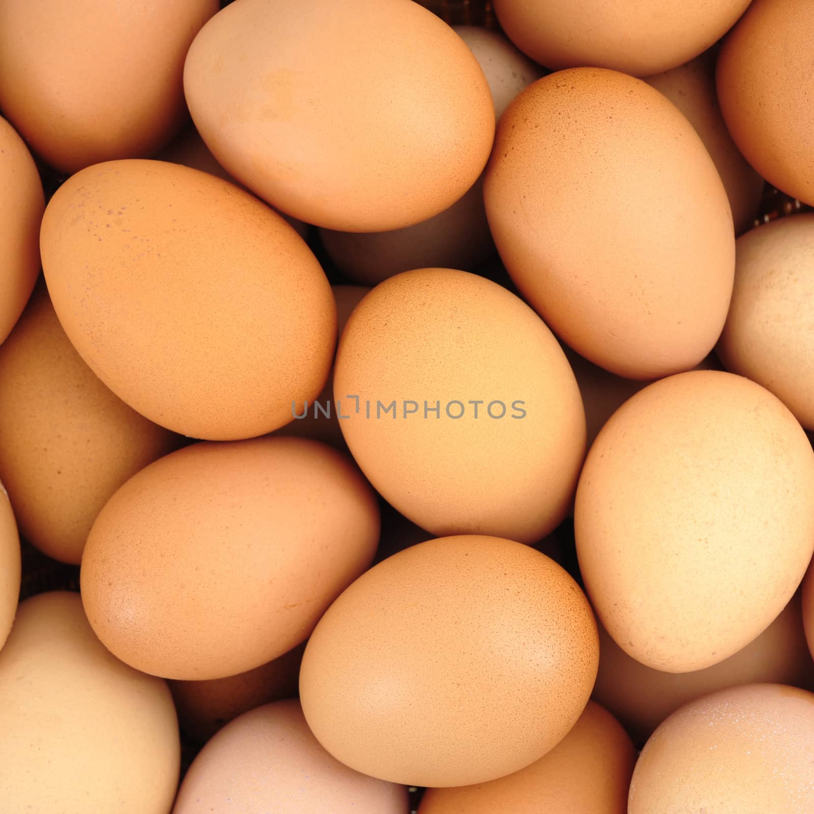 chicken eggs by antpkr