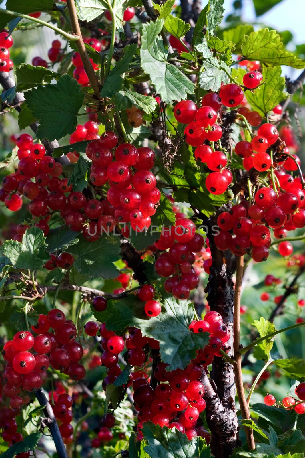 The ripened red currant on a branch