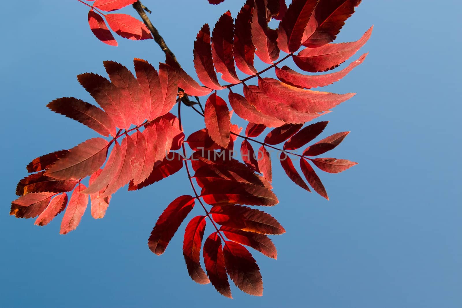 Red leaves of a mountain ash on a background of the blue sky