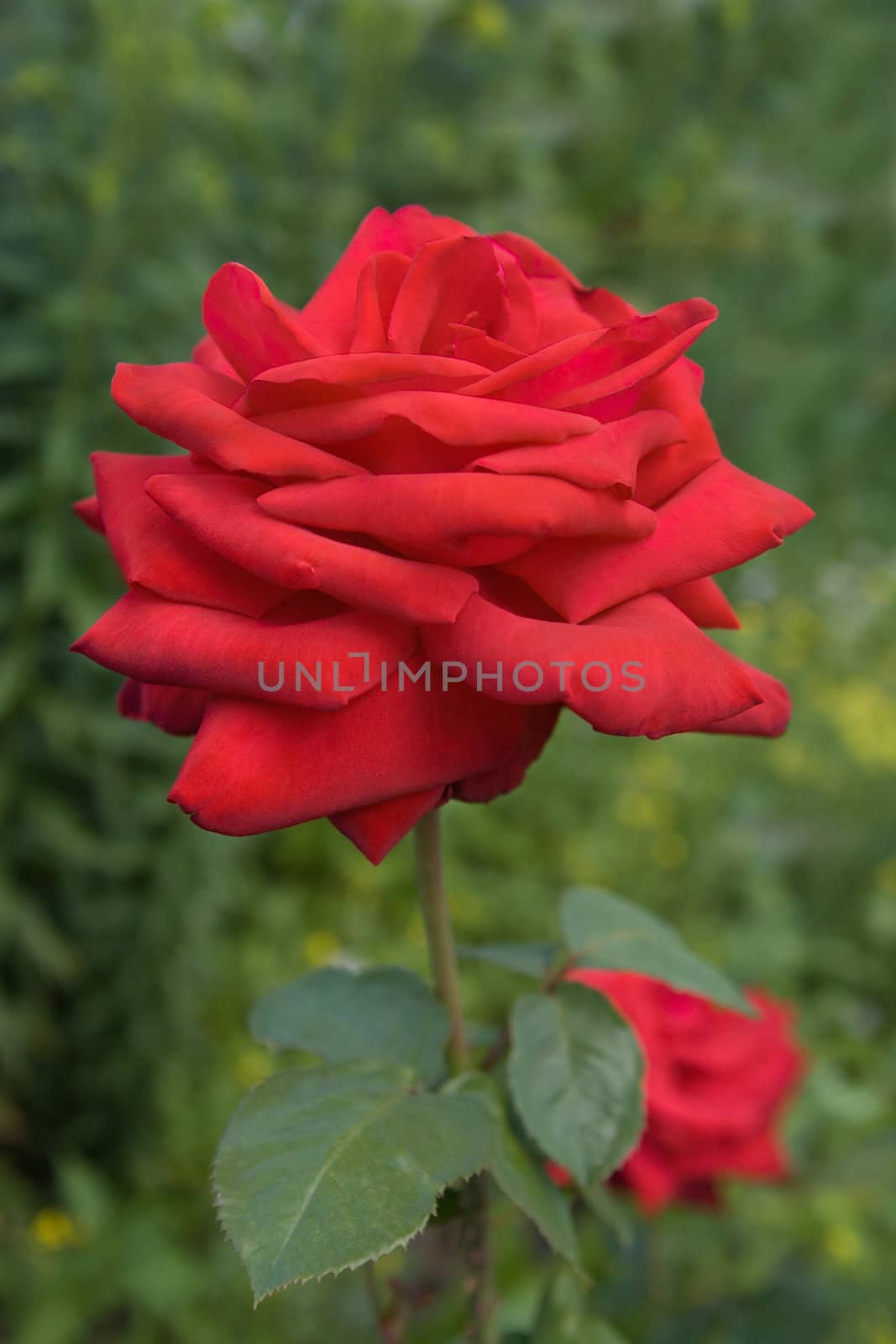 Red rose on a background of green vegetation