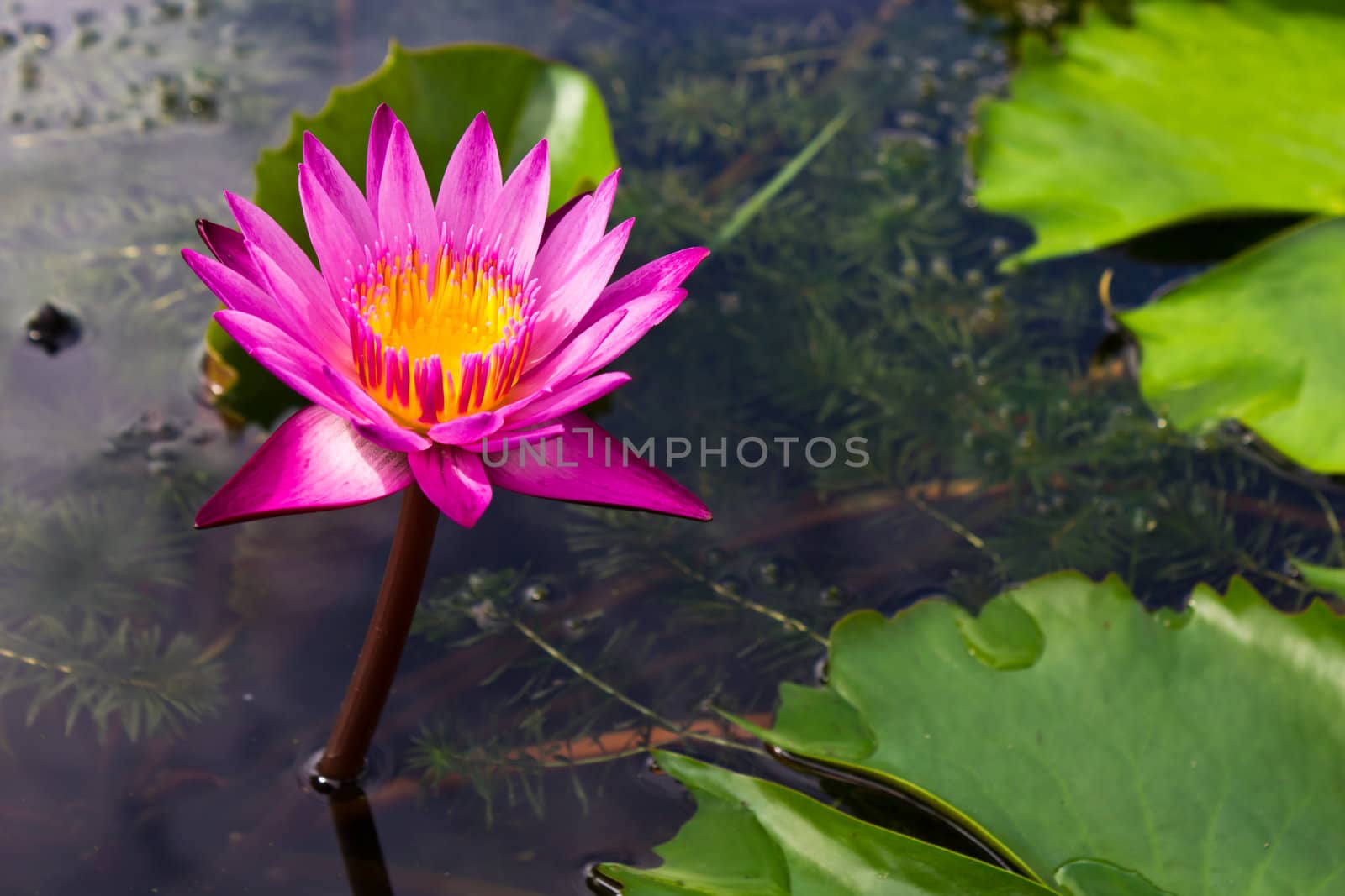 Pink Lotus in Garden Pool.