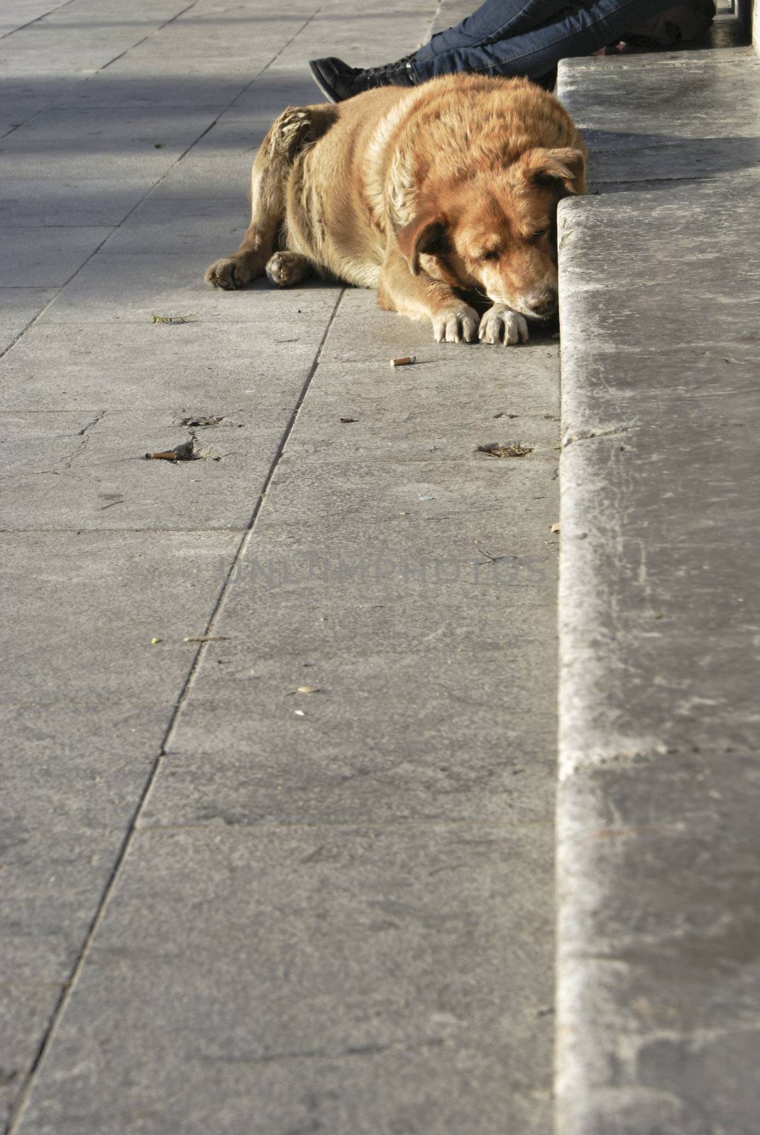Homeless stray dog by gandolfocannatella