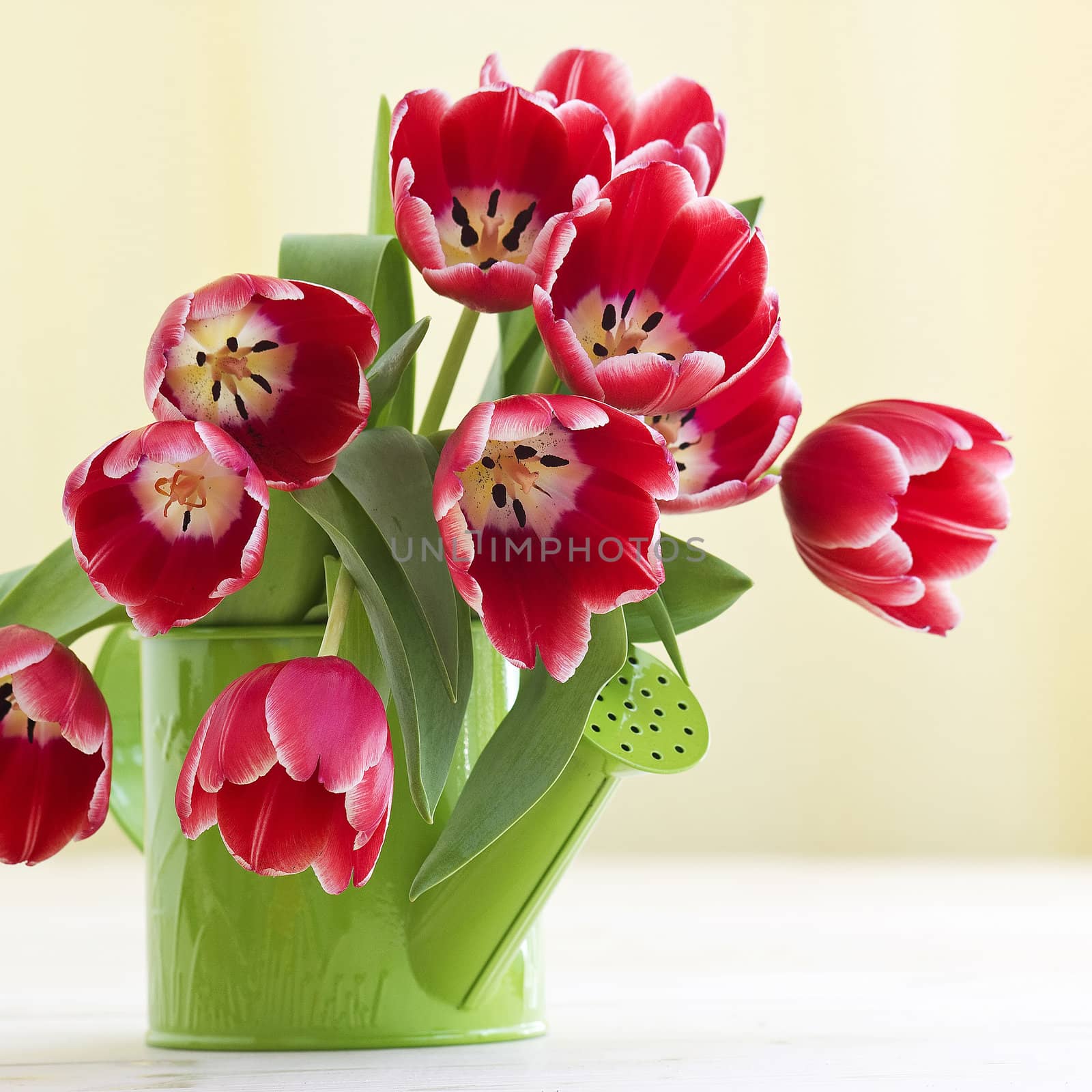 bunch of red tulips