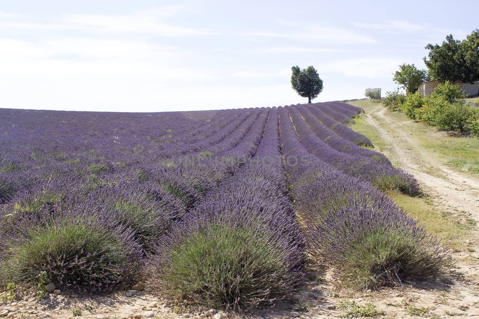 Lavender field in the region of Provence, southern France