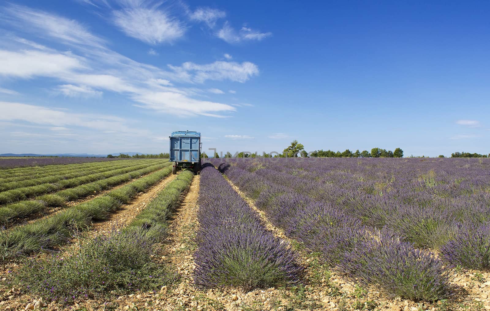 Lavender field in the region of Provence, southern France