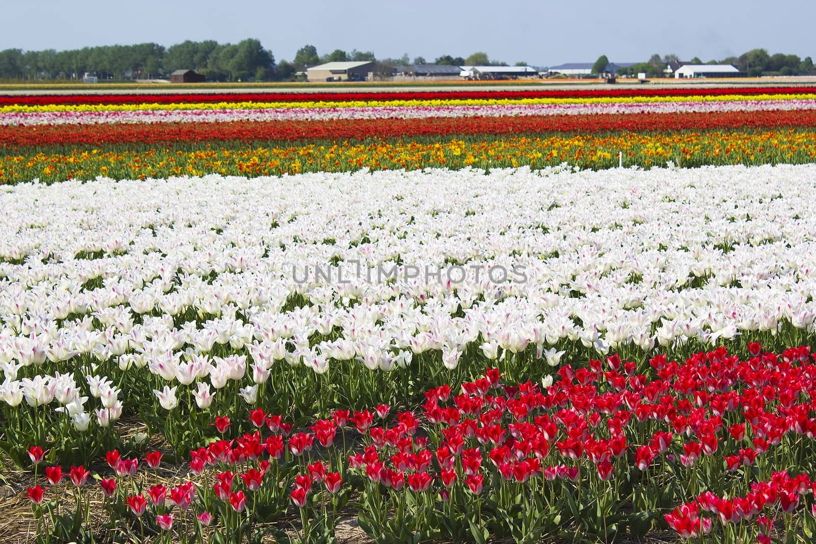 Multi colored tulip field in the Netherlands