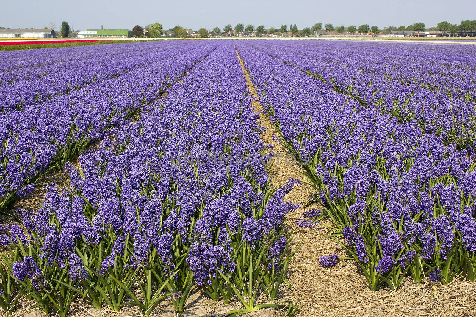 field of hyacinths