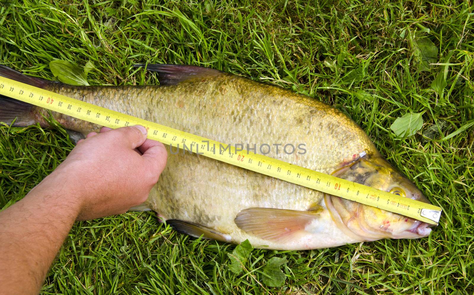 Measure fish bream Hand hold tool big catch by sauletas