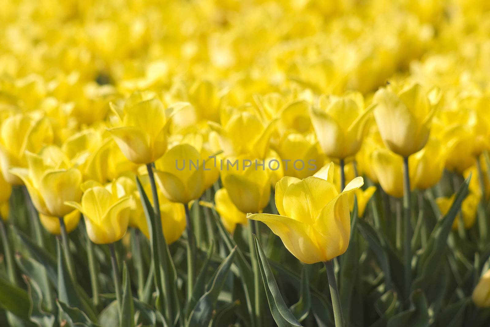 A spring field with yellow tulips in the Netherlands