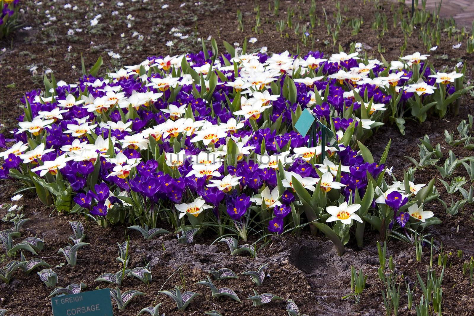 Colorful spring flowers in the park 