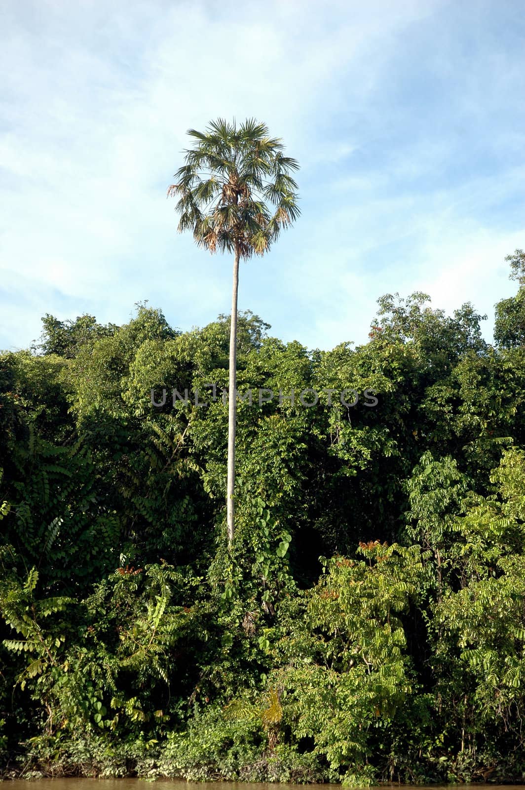 a single big tree on the tropical forests